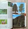 Drzewa. Encyklopedia kieszonkowa
